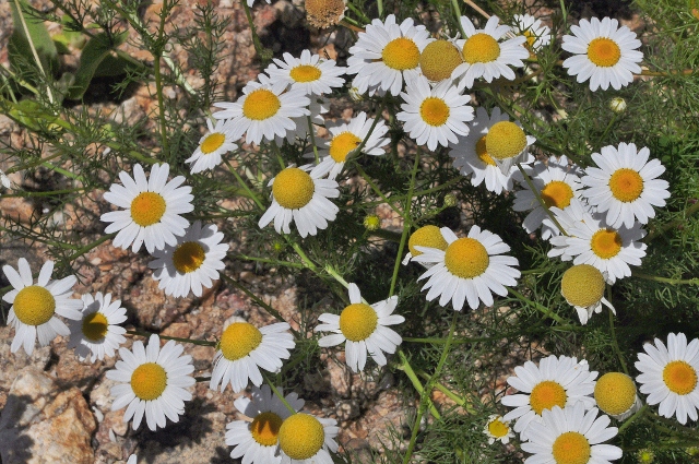 white daisies, closeup